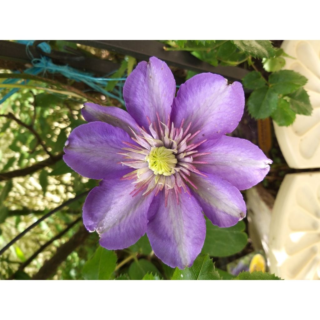 Clematis Multi Blue - Clematide