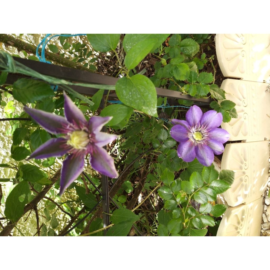 Clematis Multi Blue - Clematide