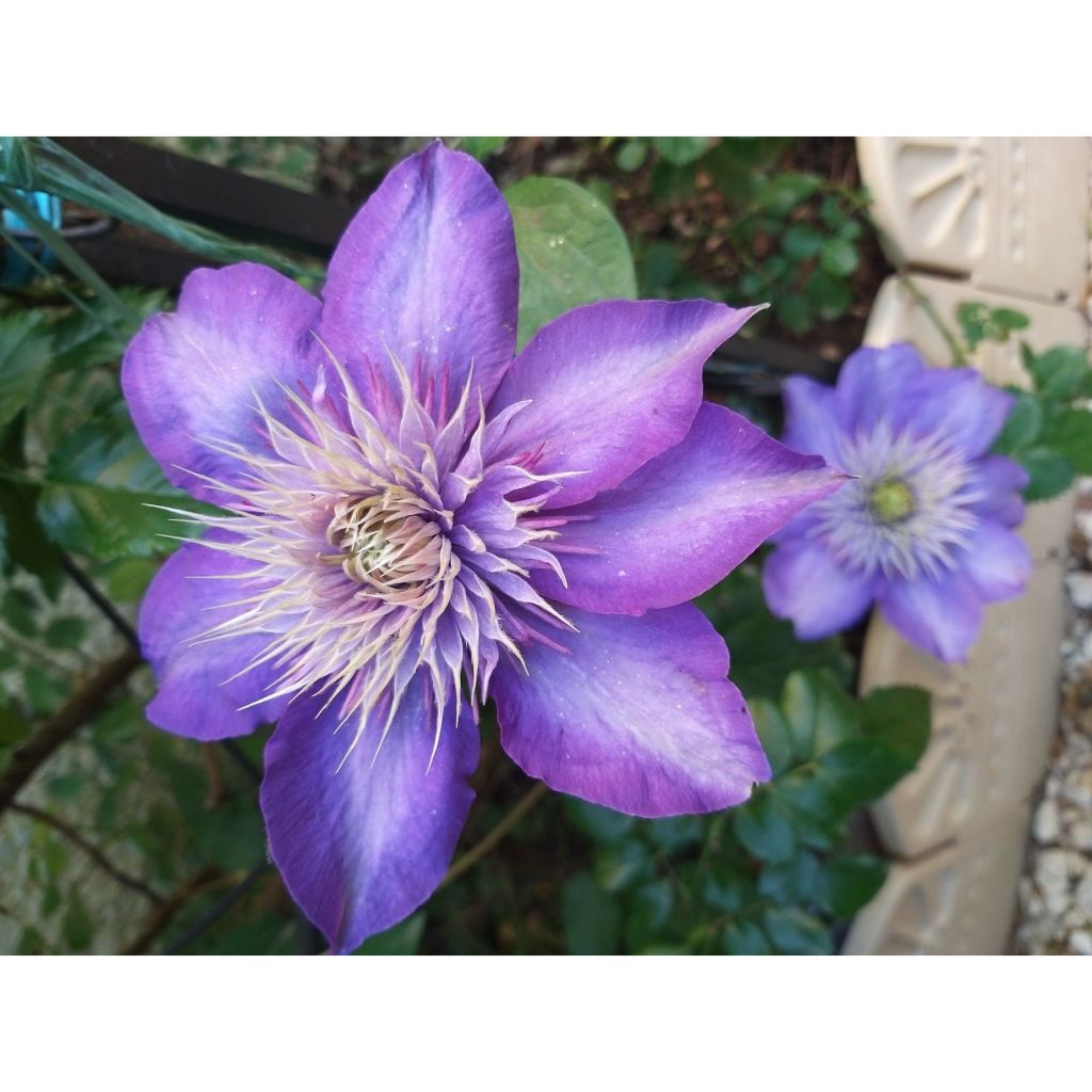 Clematis Multi Blue - Clematide