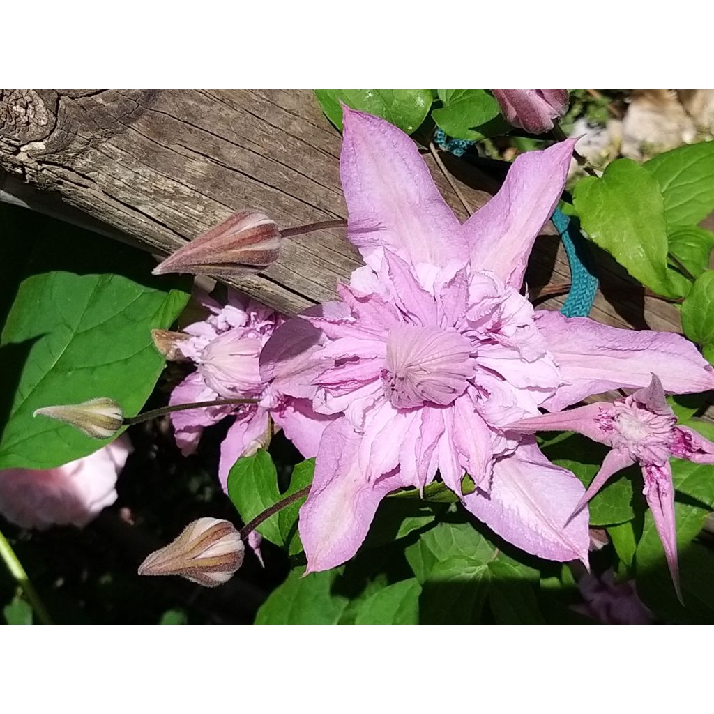 Clematis Multi Pink - Clematide