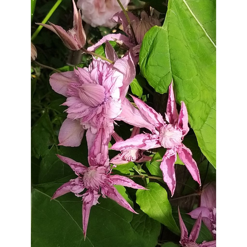 Clematis Multi Pink - Clematide