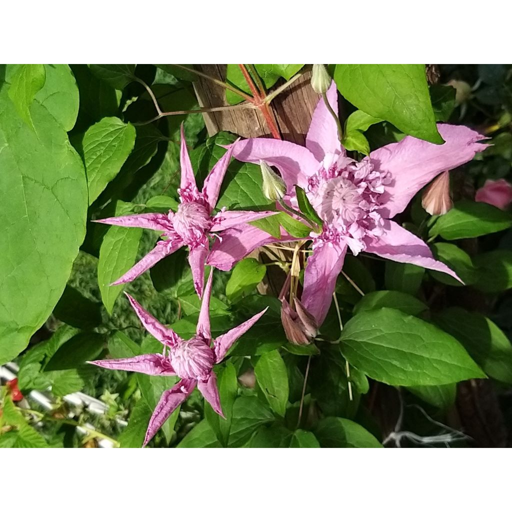 Clematis Multi Pink - Clematide