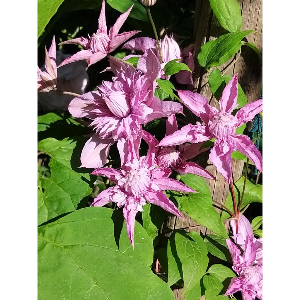 Clematis Multi Pink - Clematide