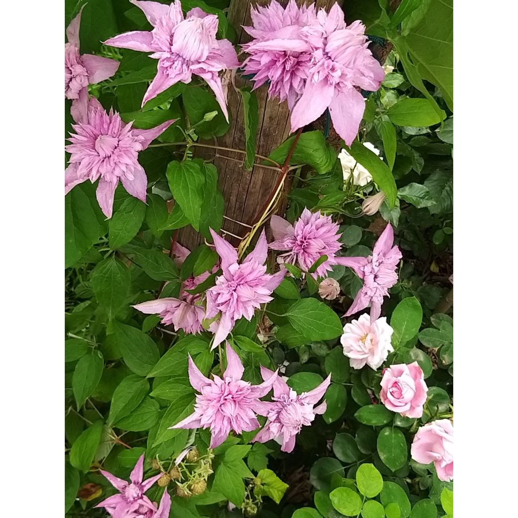 Clematis Multi Pink - Clematide