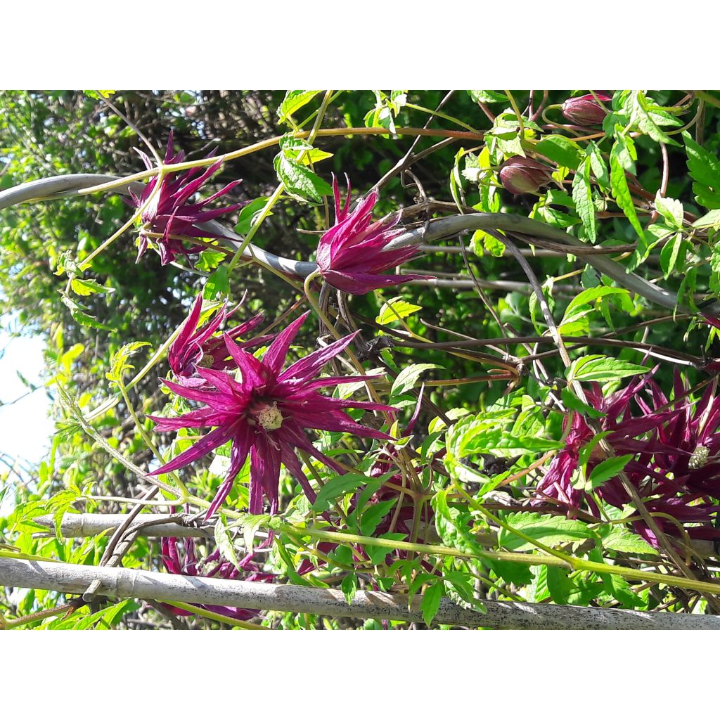 Clematis Octopus - Clematide