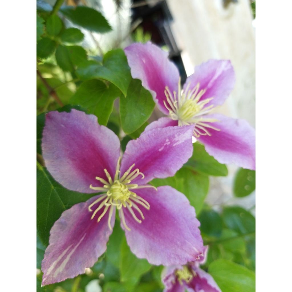 Clematis Piilu - Clematide