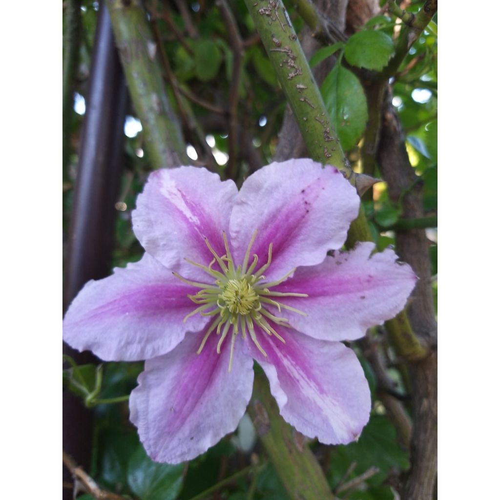 Clematis Piilu - Clematide