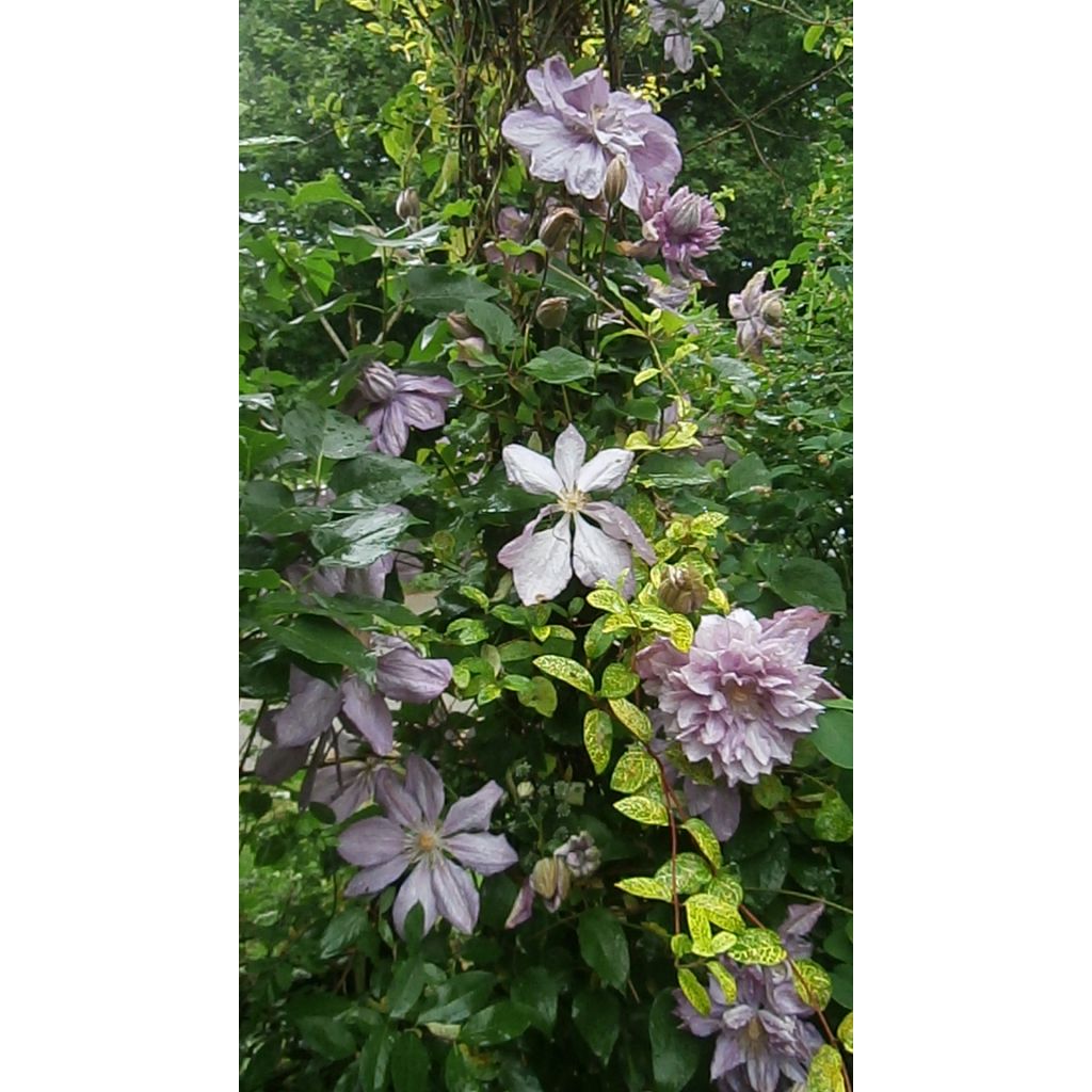 Clematis Proteus - Clematide