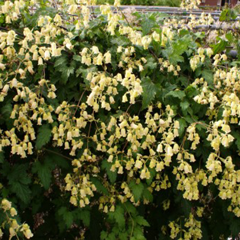 Clematis rehderiana - Clematide