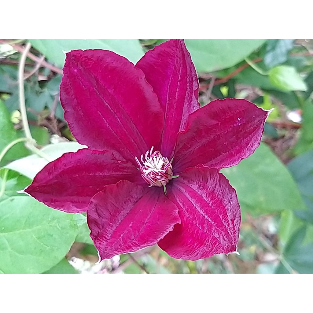 Clematis Rouge Cardinal - Clematide