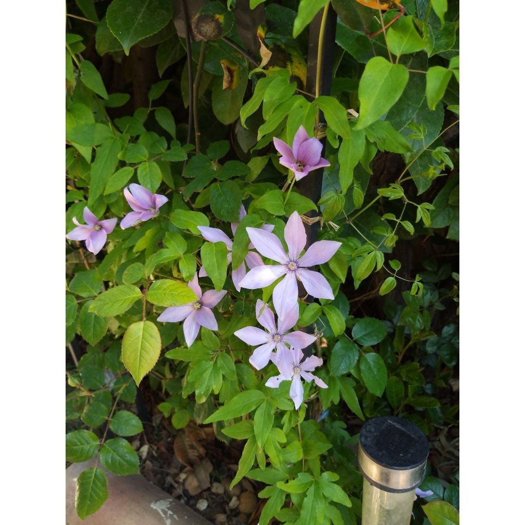 Clematis Sugar Sweet - Clematide