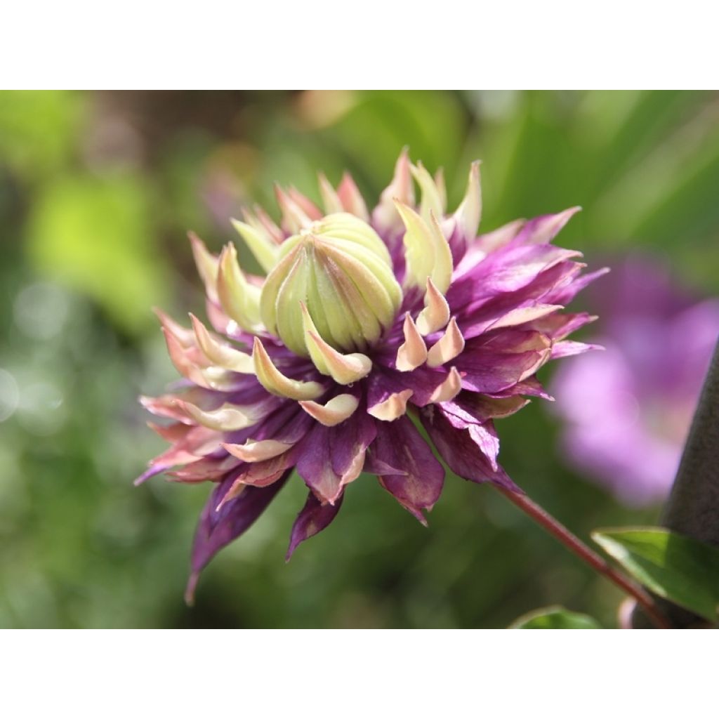 Clematis Taiga - Clematide