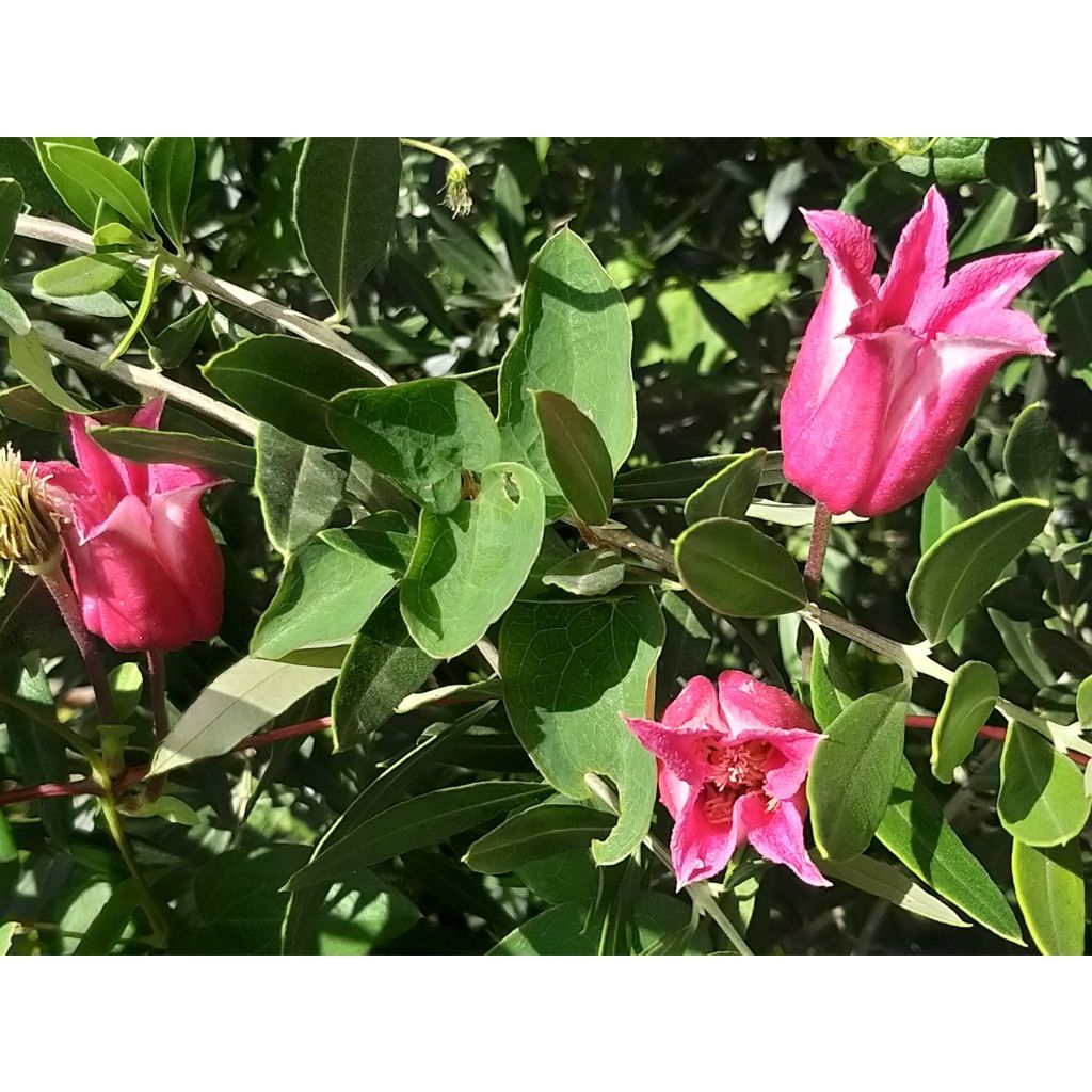 Clematis texensis Queen Maxima - Clematide