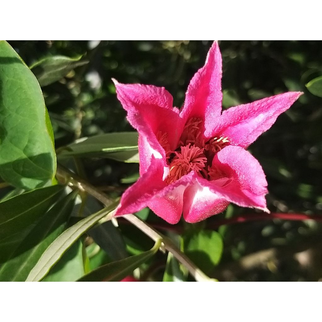 Clematis texensis Queen Maxima - Clematide