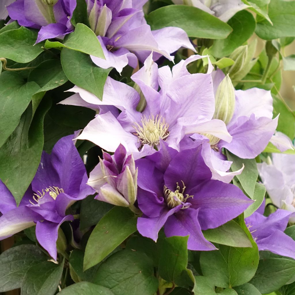 Clematis Mix Blue - Clematide