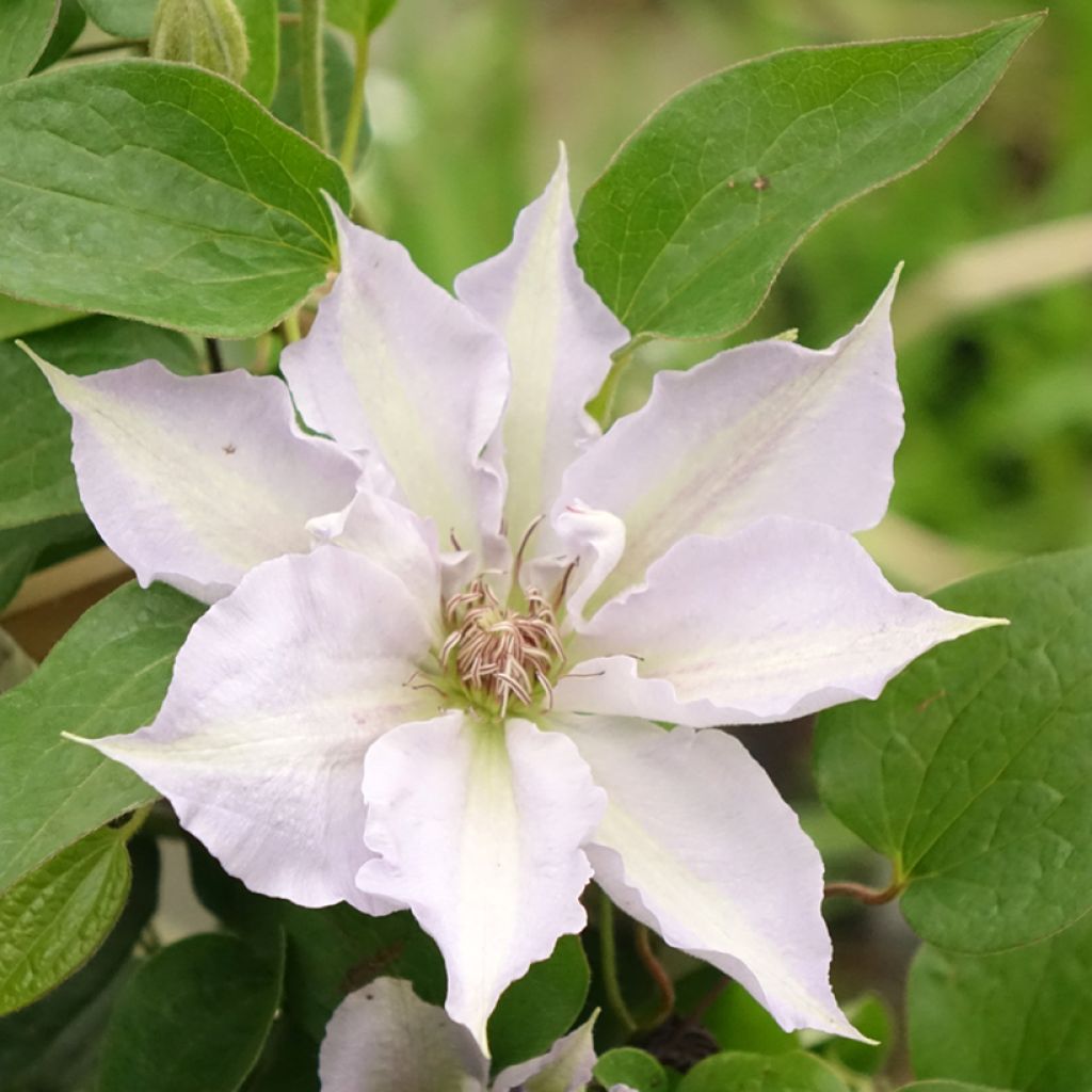 Clematis Mix Blue - Clematide