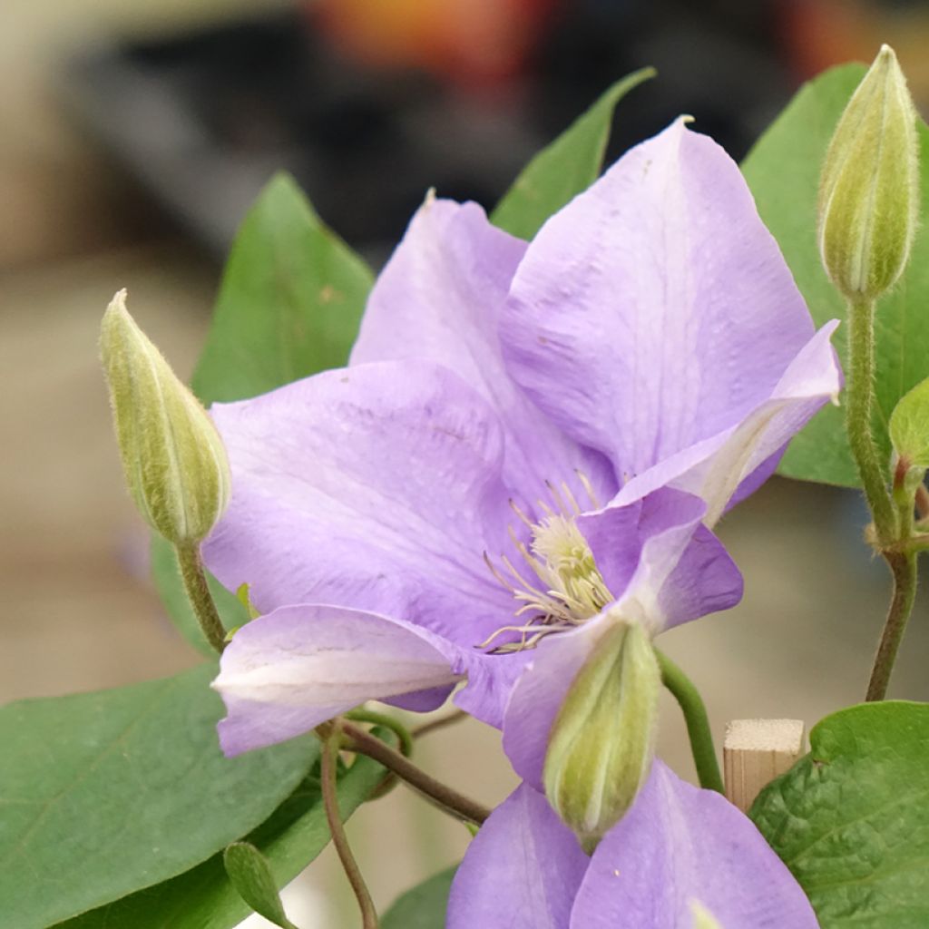 Clematis Mix Blue - Clematide