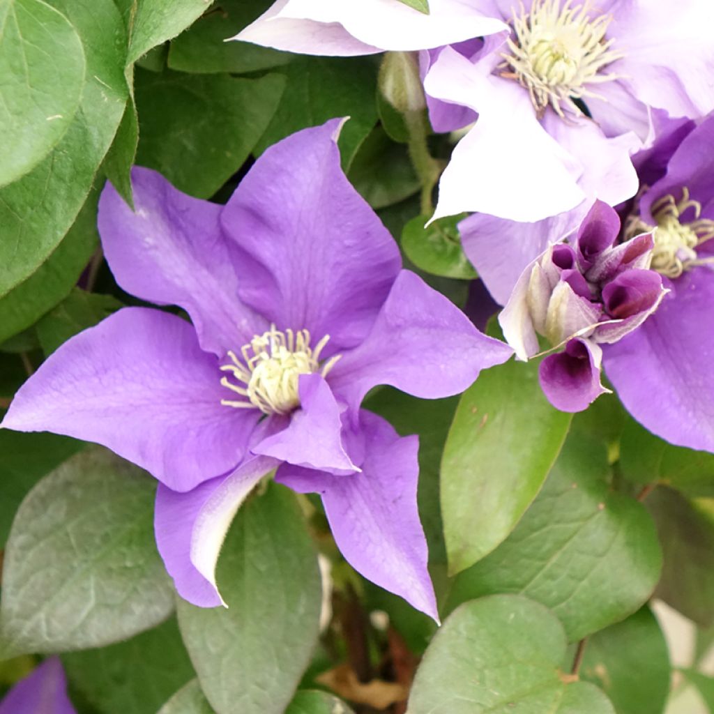 Clematis Mix Blue - Clematide