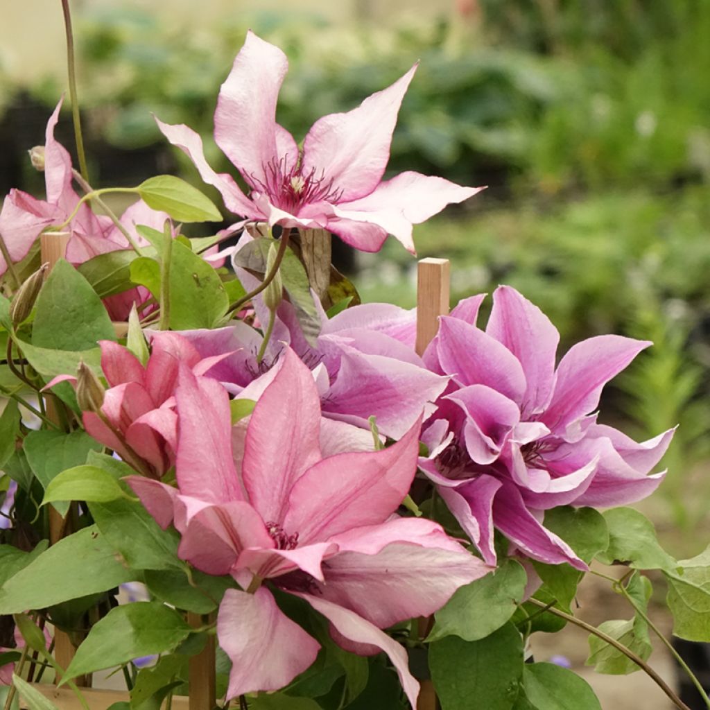 Clematis Mix - Clematide