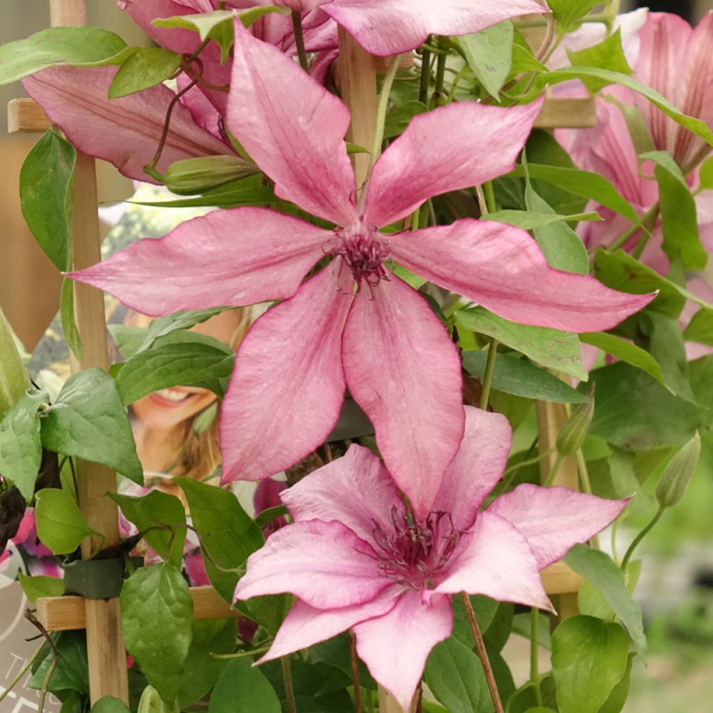 Clematis Mix - Clematide