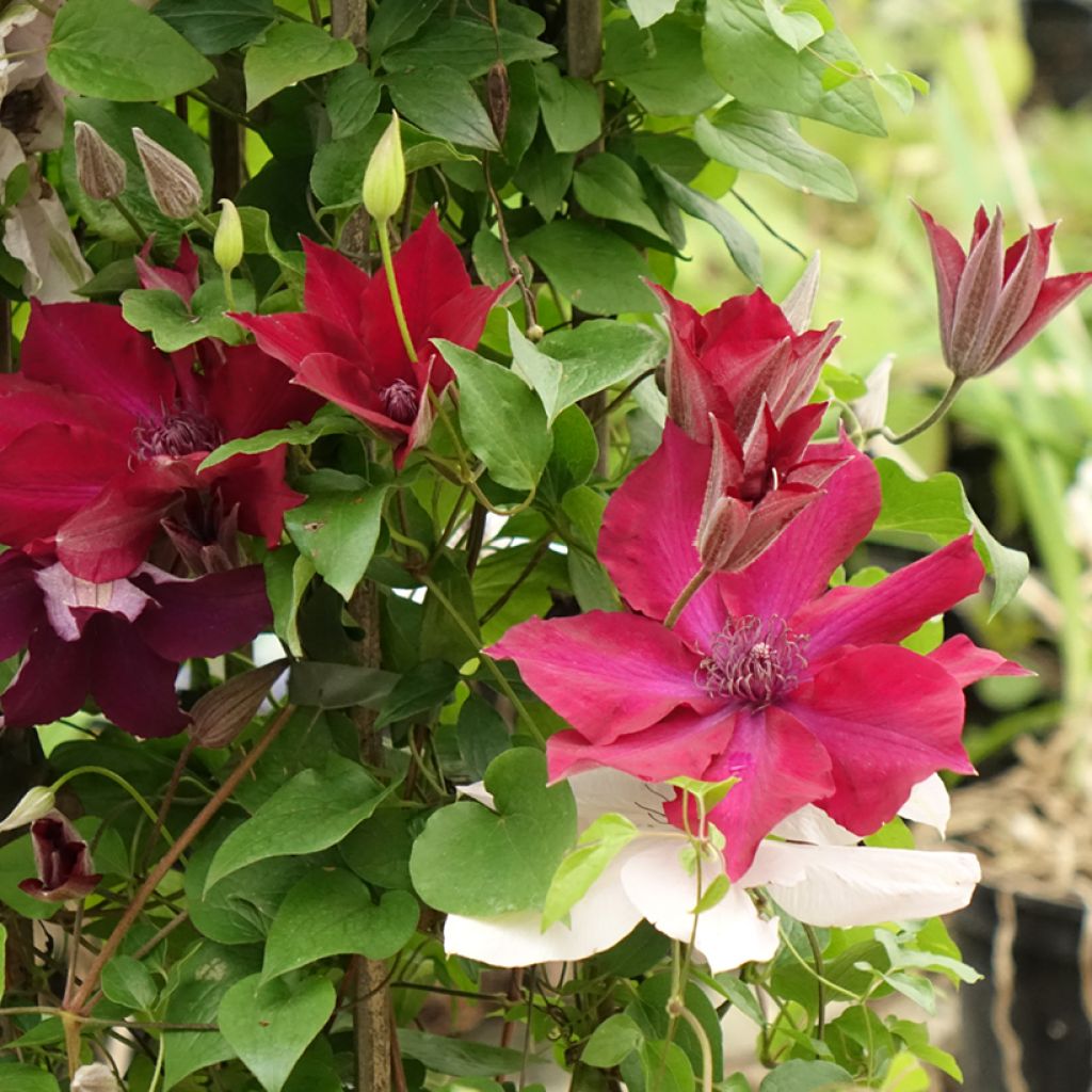 Clematis Mix Red - Clematide