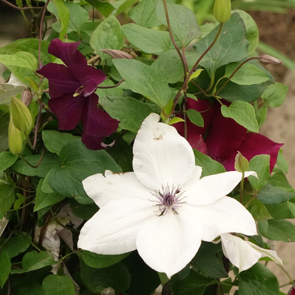 Clematis Mix Red - Clematide