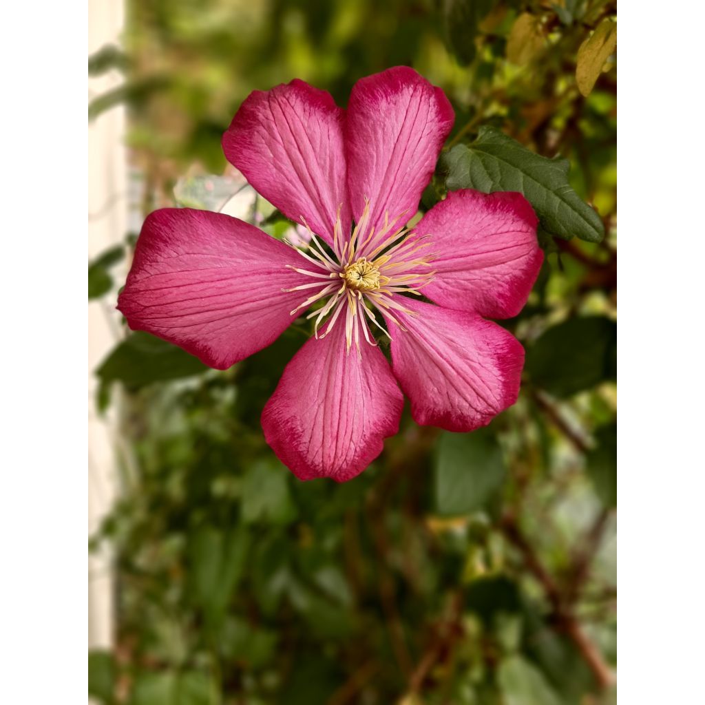 Clematis Ville de Lyon - Clematide