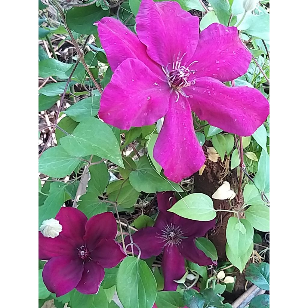 Clematis Westerplatte - Clematide