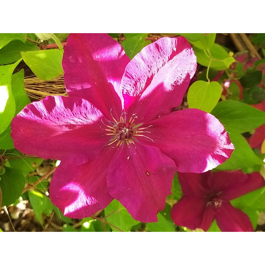 Clematis Westerplatte - Clematide