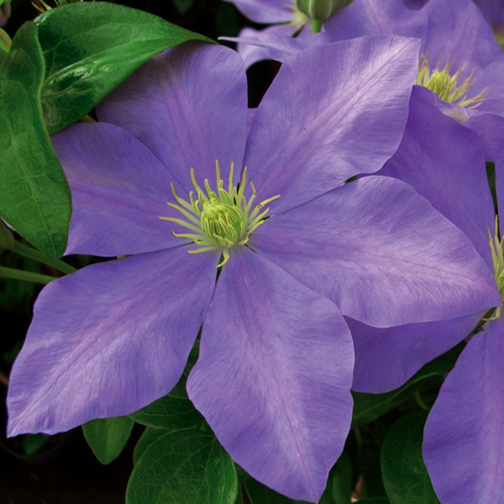 Clematis Fuji Musume - Clematide