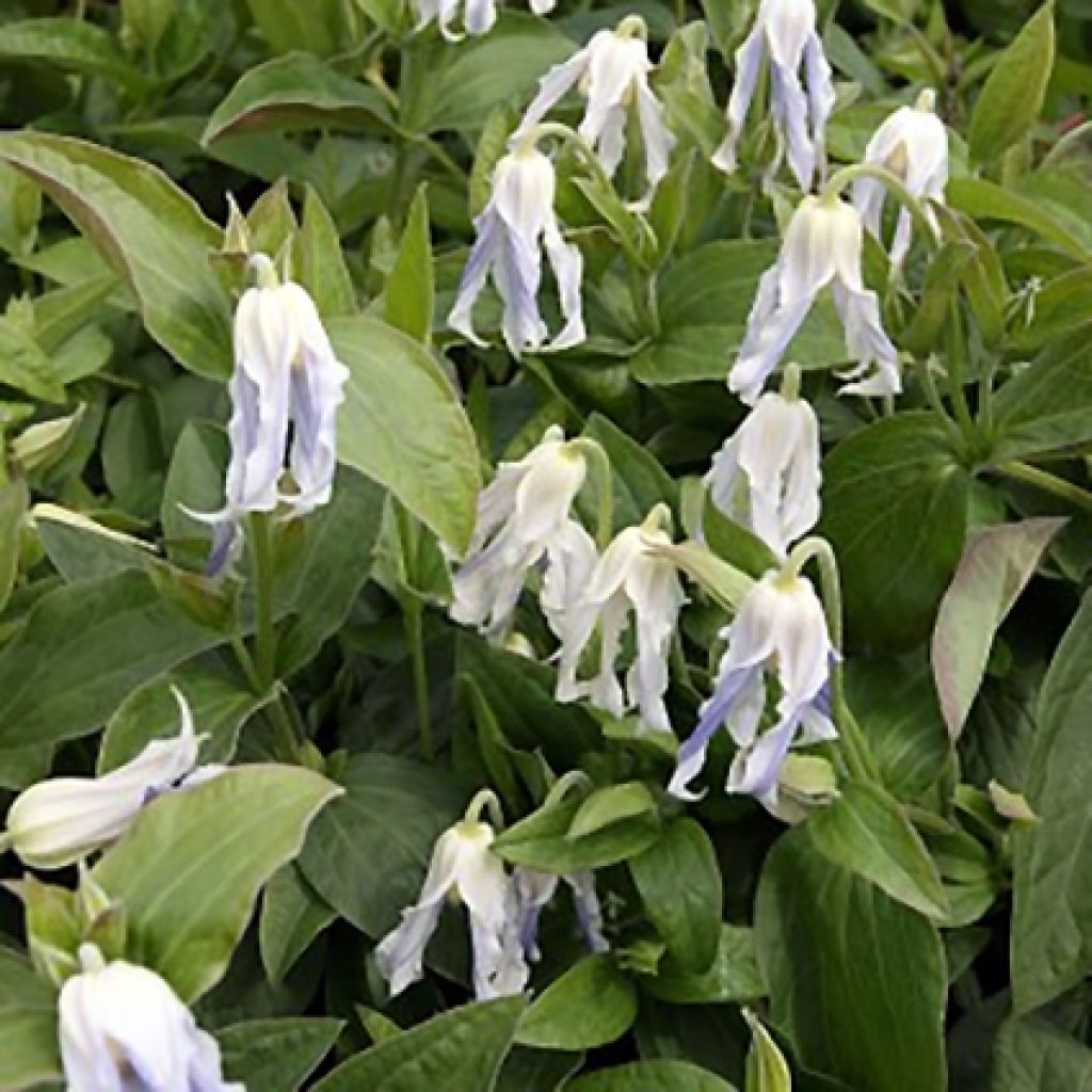 Clematis integrifolia Hakuree - Clematide