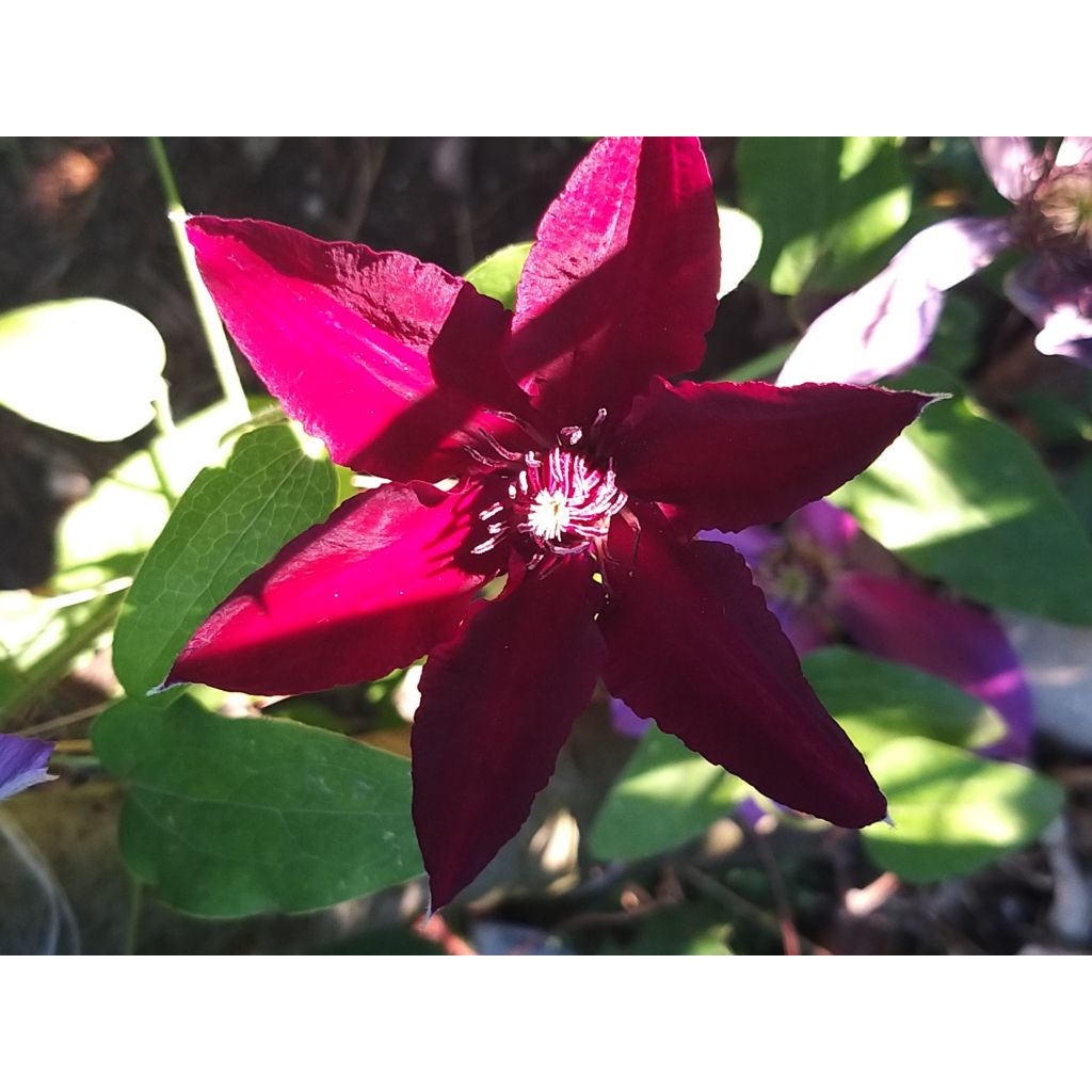 Clematis Huvi - Clematide