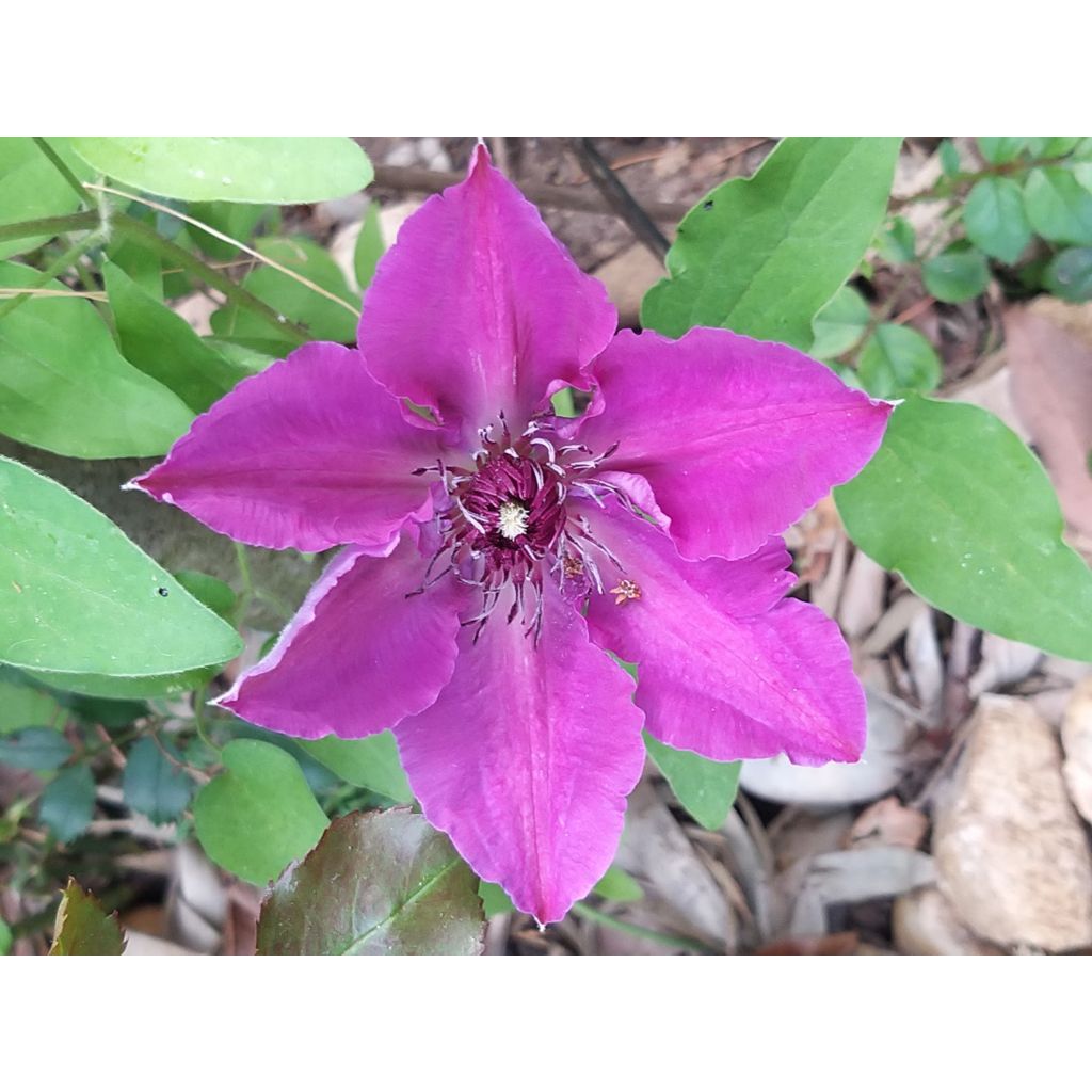 Clematis Huvi - Clematide