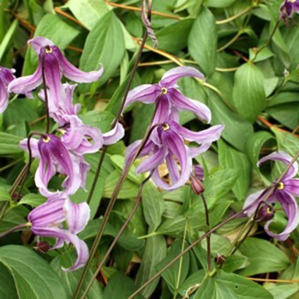 Clematis integrifolia Rosea - Clematide