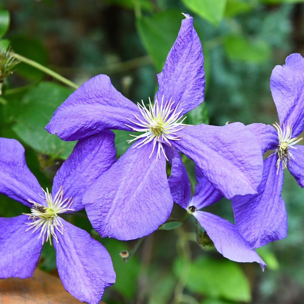 Clématite italienne - Clematis viticella