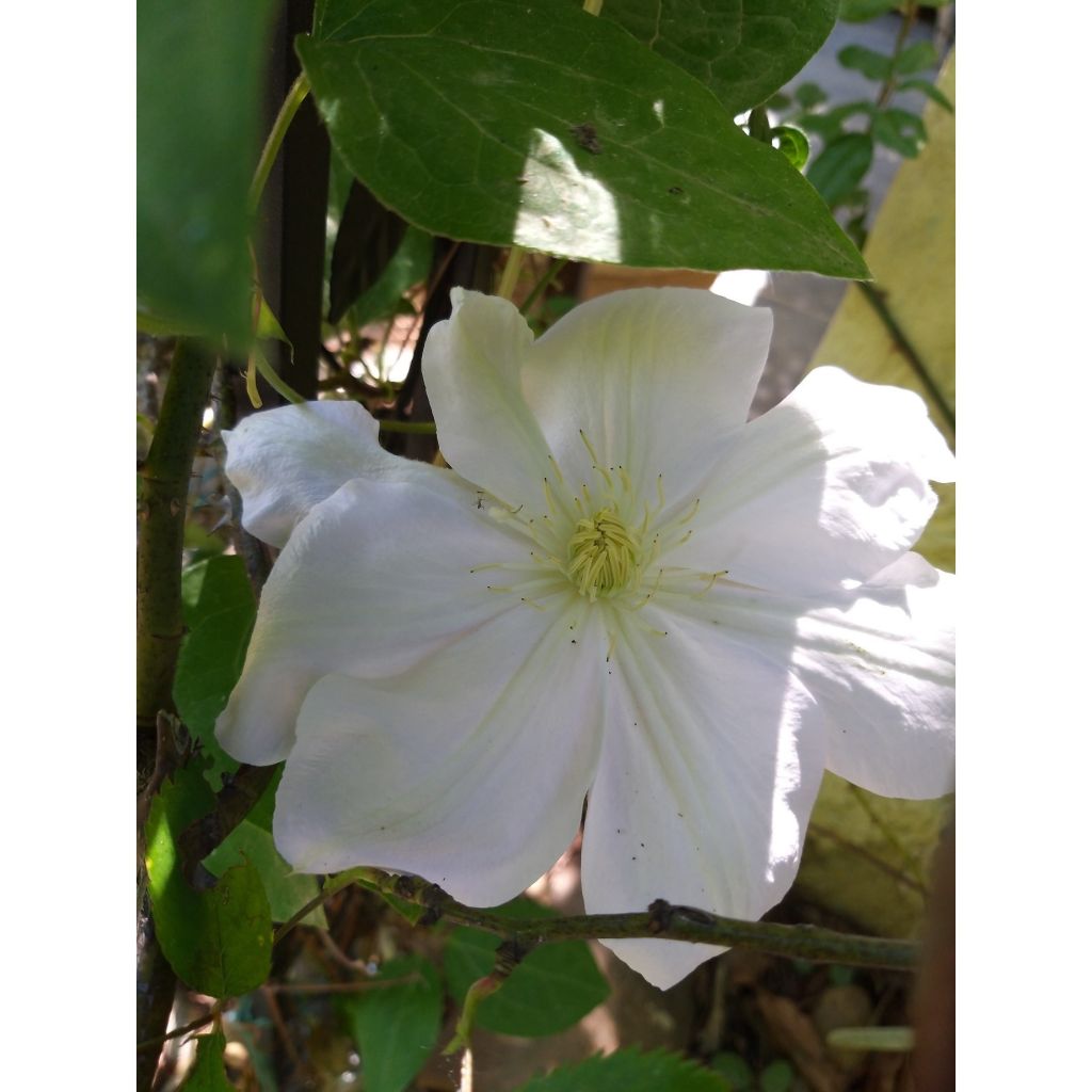 Clematis Mme Lecoultre - Clematide