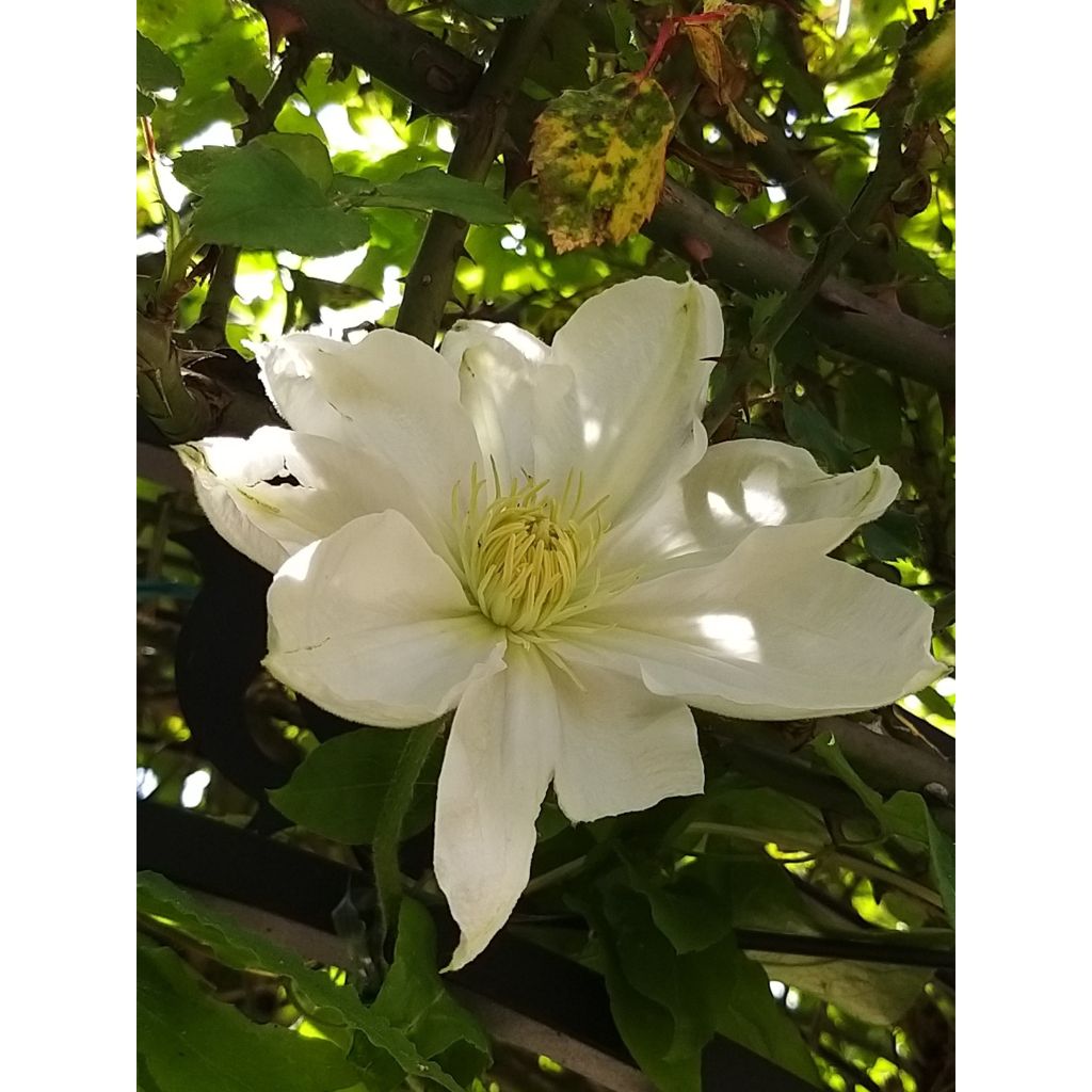 Clematis Mme Lecoultre - Clematide