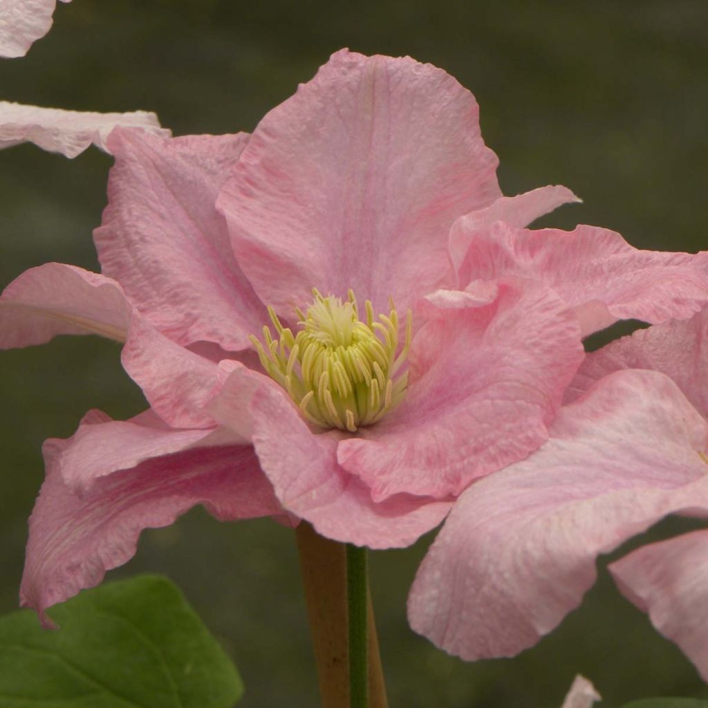 Clematis Pink Celebration - Clematide