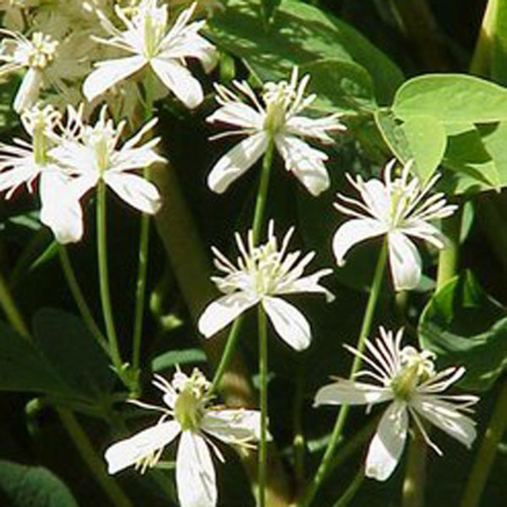 Clematis recta Purpurea - Clematide eretta