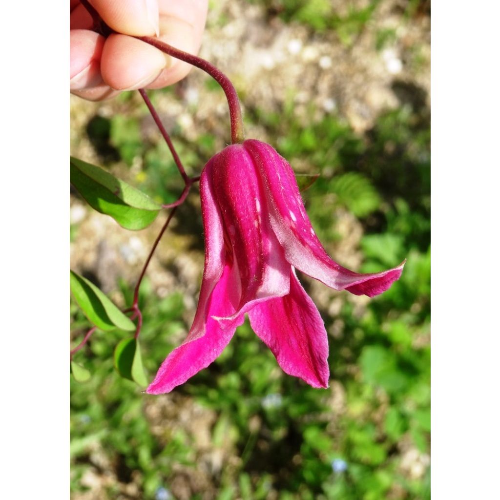 Clematis texensis Princess Diana - Clematide