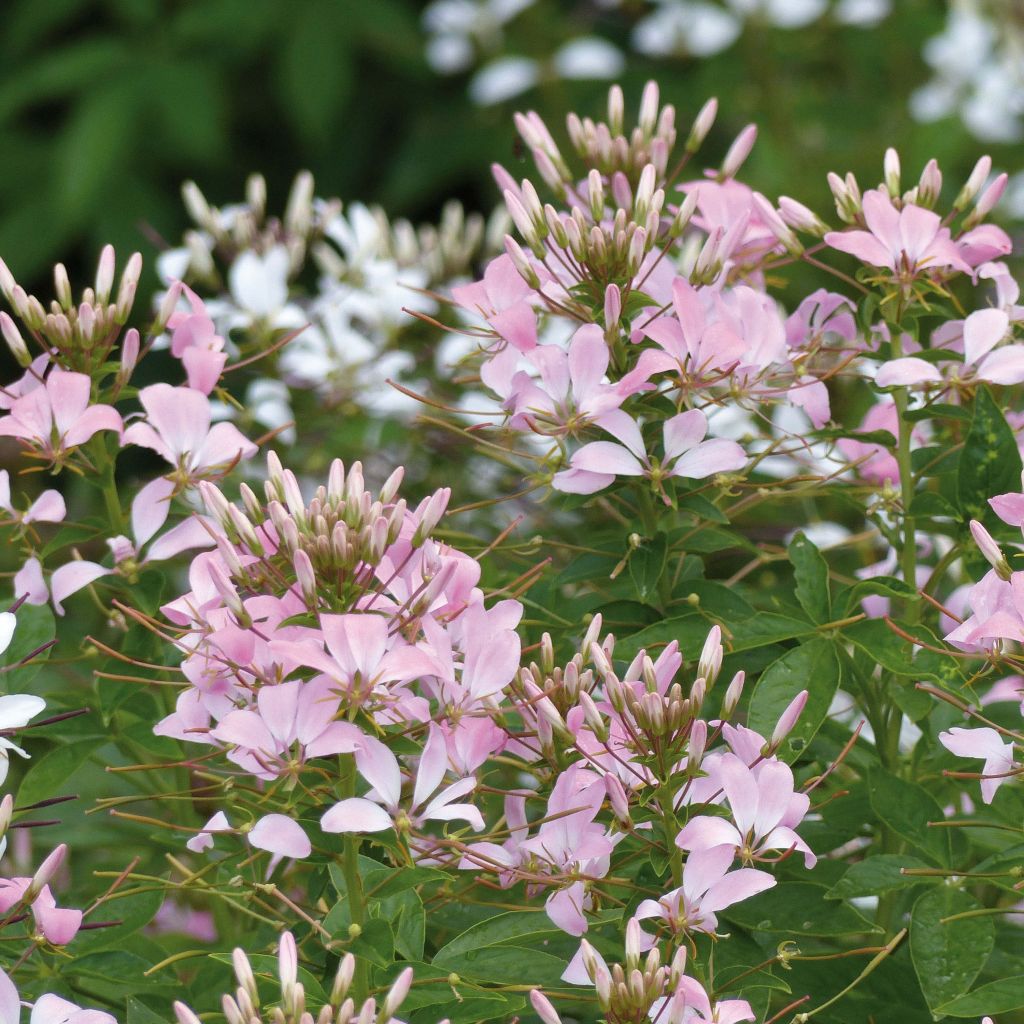 Cleome Senorita Carolina