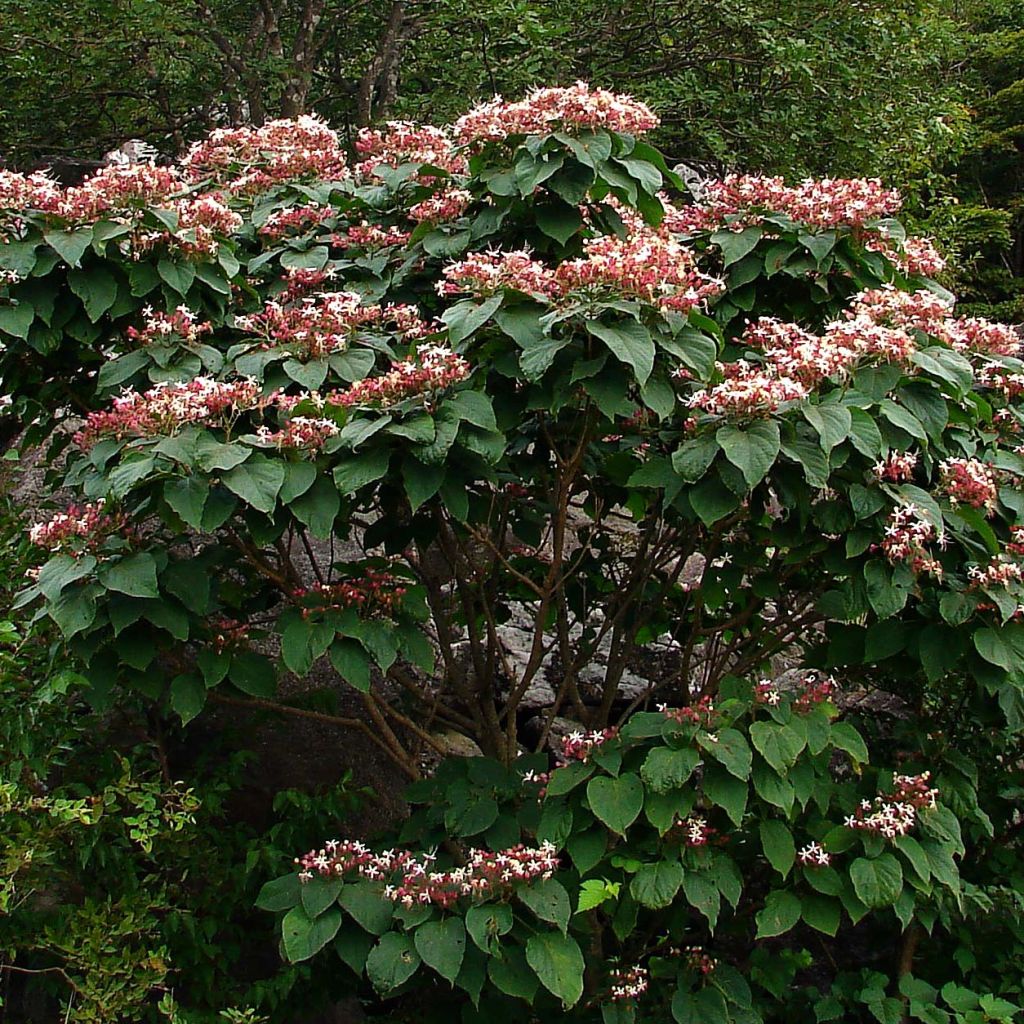 Clerodendrum trichotomum - Clerodendro