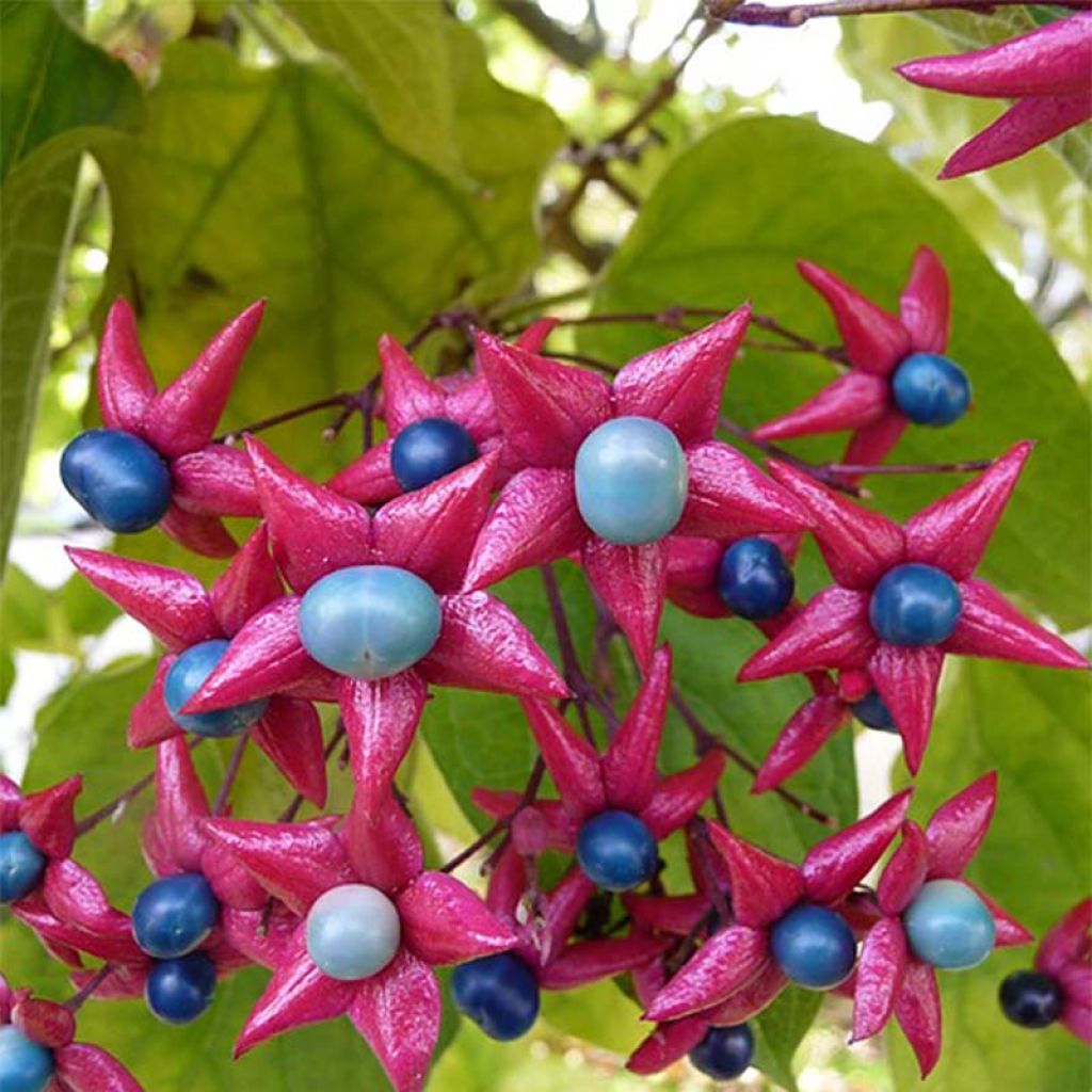 Clerodendrum trichotomum - Clerodendro