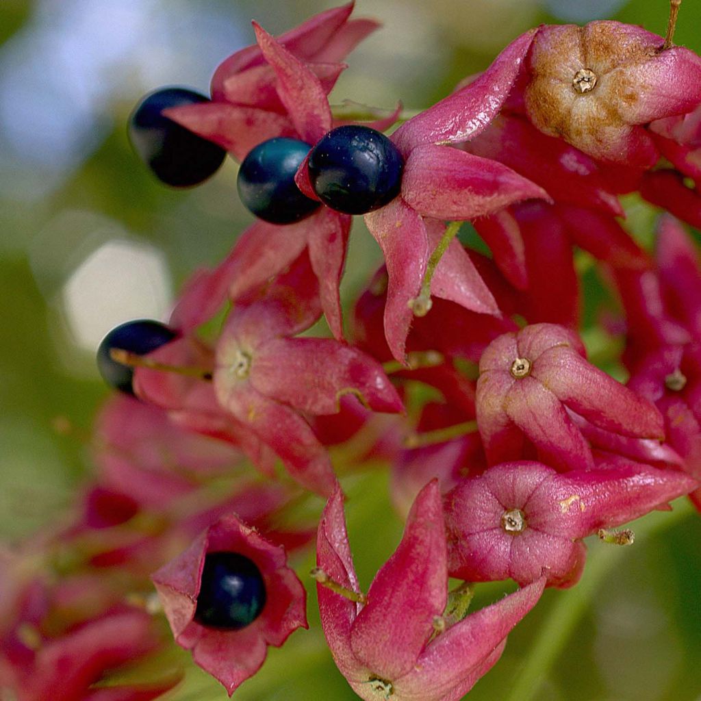 Clerodendrum trichotomum - Clerodendro