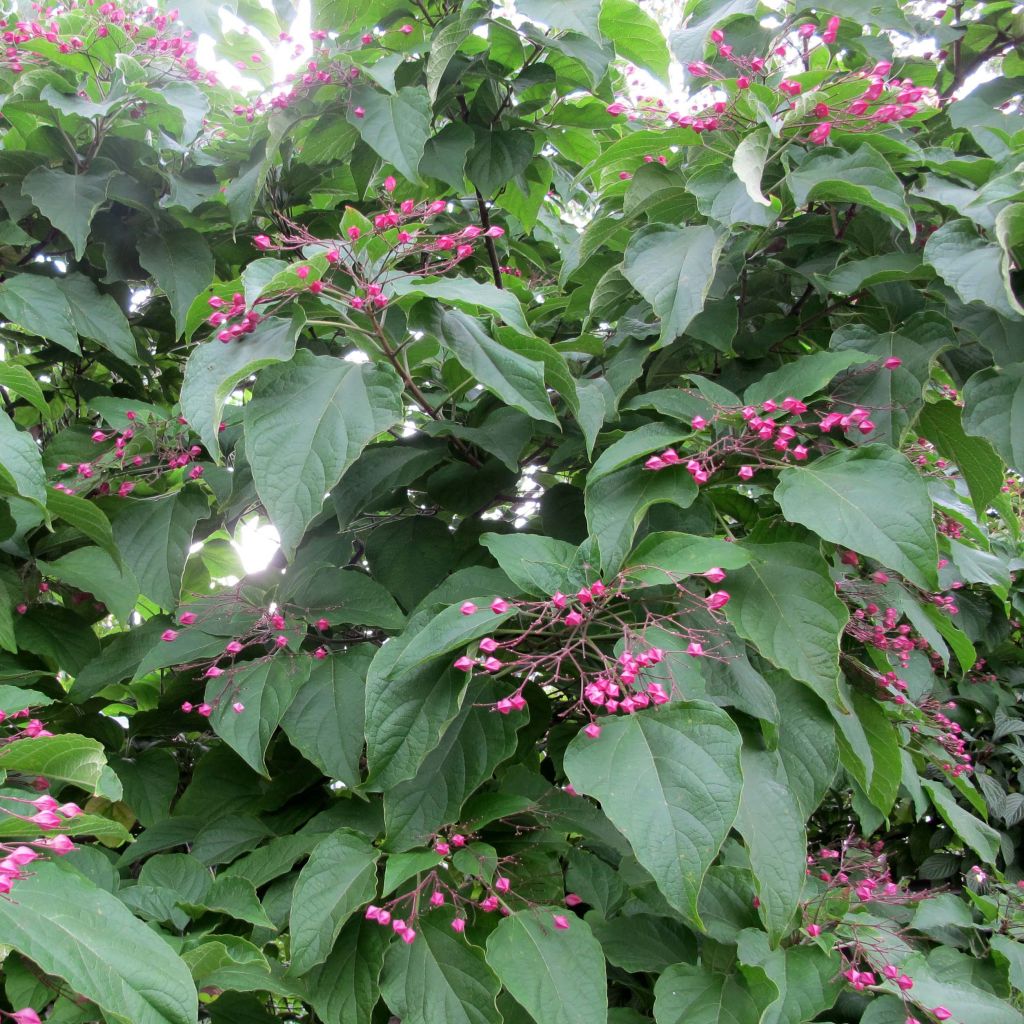 Clerodendrum trichotomum - Clerodendro