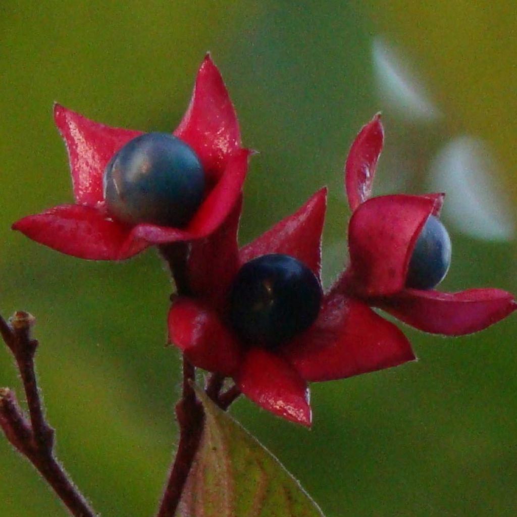 Clerodendrum trichotomum - Clerodendro