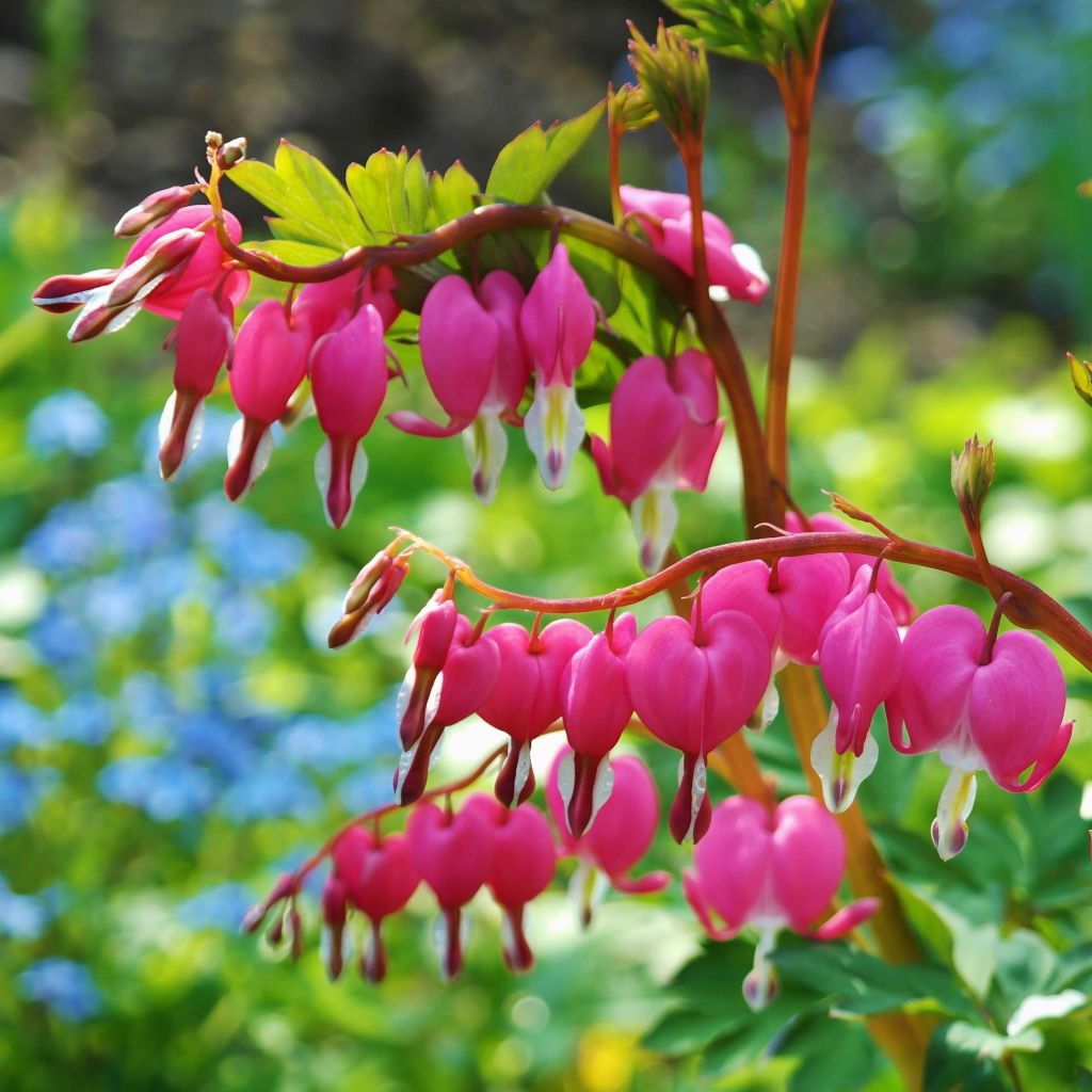 Dicentra spectabilis - Cuore di Maria