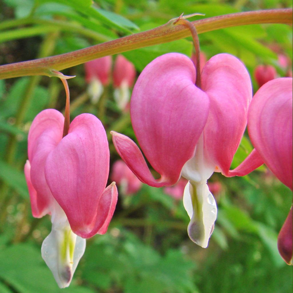 Dicentra spectabilis - Cuore di Maria