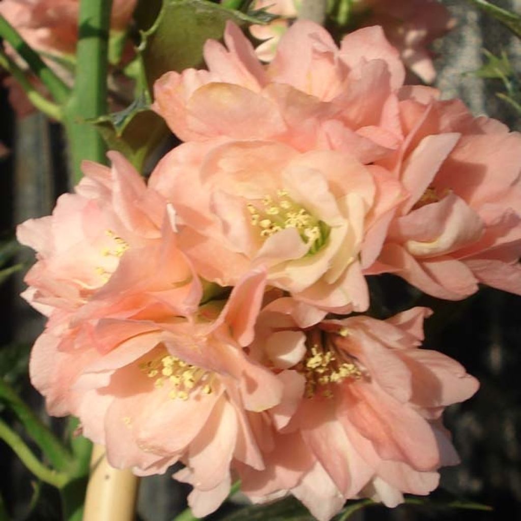 Chaenomeles speciosa Falconnet Charlet - Fior di Pesco