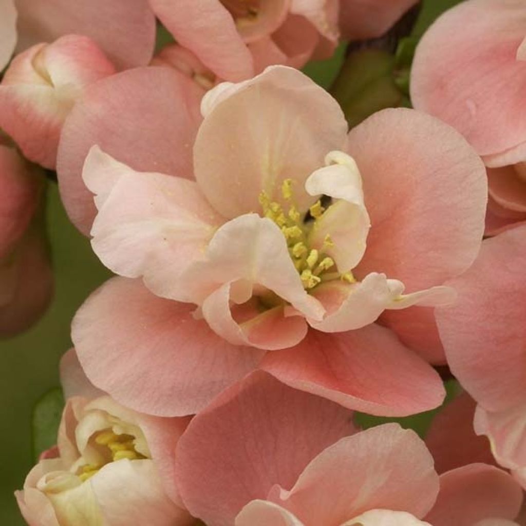 Chaenomeles speciosa Falconnet Charlet - Fior di Pesco